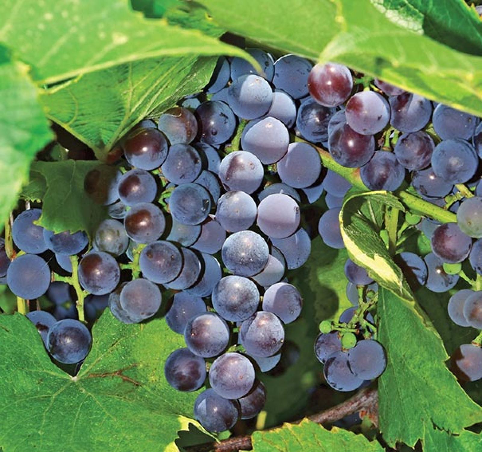 Concord Grapes