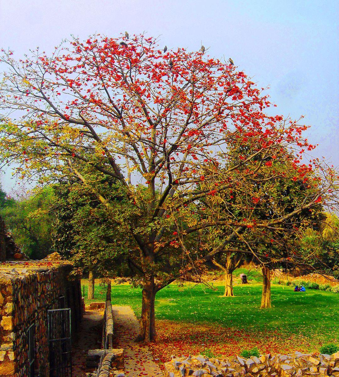 Tree picture https://commons.wikimedia.org/wiki/File:Bombax_ceiba_tree%27.jpg